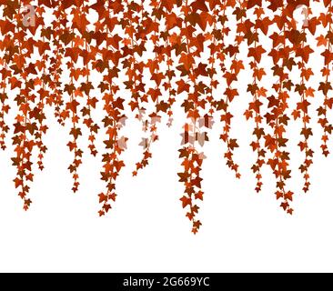 Red ivy branches flat vector illustration. Creeper twigs with orange and brown leaves border isolated on white background. Vegetation, foliage. Liana Stock Vector