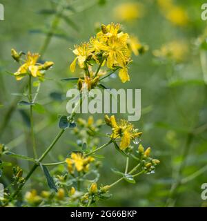 Imperforate St John's-wort (Hypericum maculatum Crantz) flowering in summertime Stock Photo