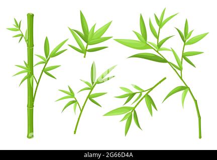 Green bamboo stem and leaves colorful vector illustrations set Stock Vector