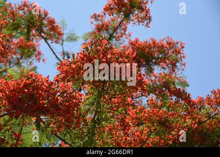 Low angle close up view of a beautifully colorful blooming Royal Poinciana tree whose species originated in Madagascar and now is common in Australia. Stock Photo