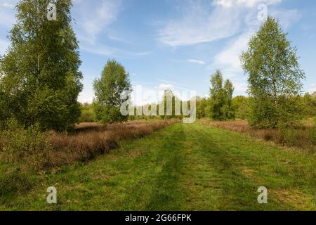 Peat area De Peel, Dutch countryside in The Netherlands during spring with beautiful green grass, heather, trees and greenery on sunny day and a blue Stock Photo