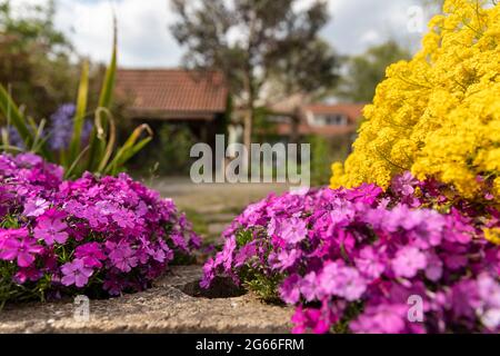 Purple aubrieta cascade and golden aurinia saxatilis flowers with lots of small petals beautifully blooming in a backyard garden surrounded by greener Stock Photo