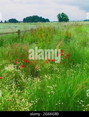 Wild flowers and red poppies in bloom amongst tall grasses flanking wooden fence and agricultural land on overcast morning in Beverley, Yorkshire, UK.
