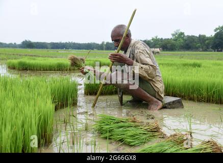 Guwahati, Guwahati, India. 3rd July, 2021. A farmer remove rice sapplings to plant in paddy field at Santipur village in Baksa district of Assam India on Saturday 3rd July 2021.The rice cultivation season begun in Assam state from June till August Credit: Dasarath Deka/ZUMA Wire/Alamy Live News Stock Photo