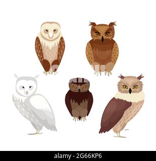 Vector illustration of realistic owls set. Collection of owls in realistic style, vector collection isolated on white background. Stock Vector