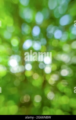 Abstract green bokeh background. Blurred image of natural background with plants and bokeh light. Vertical Stock Photo