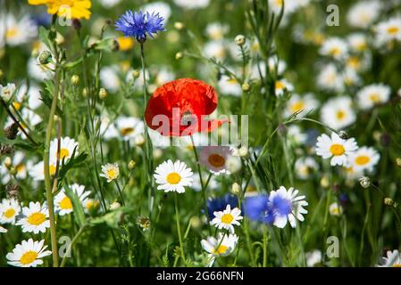 Wild red poppy amoungst other wild flowers Stock Photo