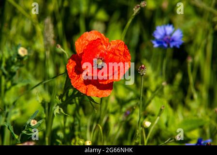 Wild red poppy amoungst other wild flowers Stock Photo