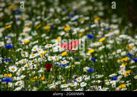 Wild flowers including poppy, cornflower and daisy growing in the Scottish Borders. Stock Photo