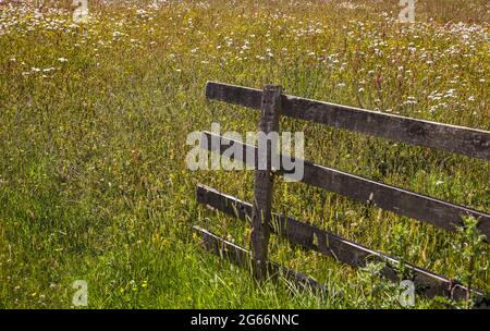Open gate leading into a wild flower meadow in the south east of Scotland Stock Photo