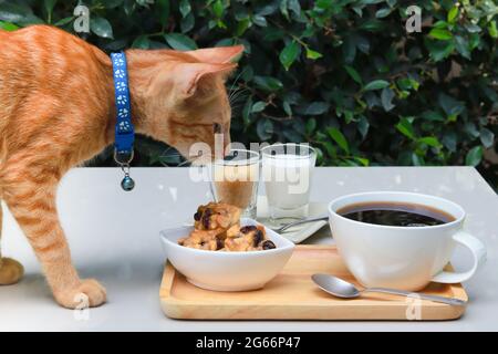 Orange cat wearing blue collar staring to cookies on the table that have coffee, sugar and milk served on wood tray. Table set in garden. Stock Photo