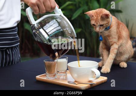 Orange cat sitting and staring to cup of coffee on the table, while the waiter is pouring coffee into a cup. Garden atmosphere. Stock Photo