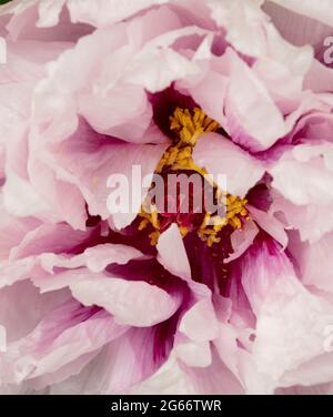 Awe inspiring Paeonia × suffruticosa 'Rimpo', peony 'Rimpo', tree paeony flower in close up Stock Photo