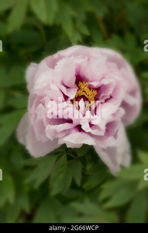 Awe inspiring Paeonia × suffruticosa 'Rimpo', peony 'Rimpo', tree paeony flower in close up Stock Photo