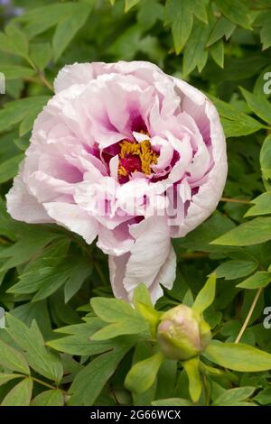 Awe inspiring Paeonia × suffruticosa 'Rimpo', peony 'Rimpo', tree paeony flower in close up Stock Photo