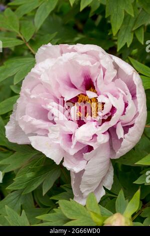 Awe inspiring Paeonia × suffruticosa 'Rimpo', peony 'Rimpo', tree paeony flower in close up Stock Photo