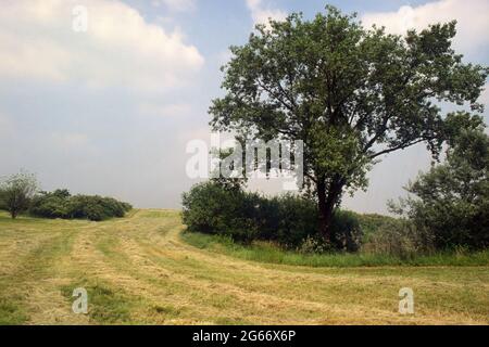 - the Park of the Oaks (Seveso, Lombardy, Italy), realized covering the area polluted by diossina after the ecological disaster of Seveso in the june of 1976  - il Parco delle Quercie, realizzato coprendo la zona inquinata dalla diossina dopo il disastro ecologico di Seveso nel giugno del 1976 Stock Photo