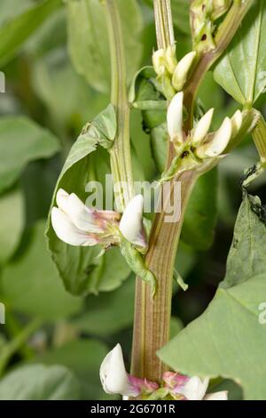 Close up flower of Broad Bean – Aquadulce Claudia Stock Photo