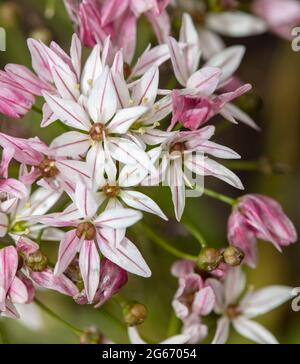 Prolific Allium ‘Caméléon, flowering. Close-up natural flower portrait Stock Photo