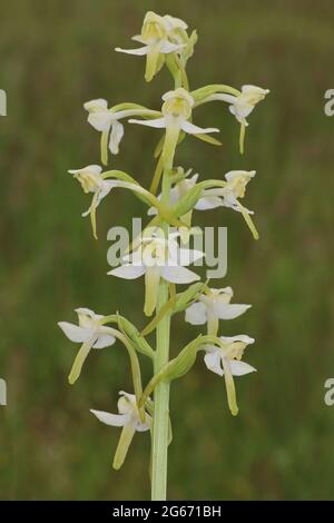 Greater butterfly-orchid (Platanthera chlorantha) at Caeau Tan y Bwlch, North Wales Wildlife Trust & Plantlife Reserve, Clynnog Fawr, Llyn Peninsula Stock Photo