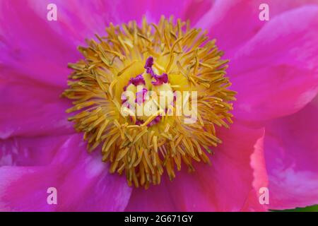 Single pink garden paeony, showing the centre detail Stock Photo
