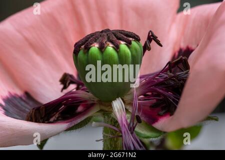 Large pink poppy seed head as it dies and drops its petals Stock Photo