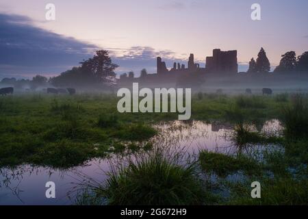 Cattle grazing in the meadow near Kenilworth Castle on a misty evening shortly after sunset. Stock Photo