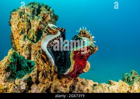 Giant Clam in the Red Sea Colorful and beautiful, Eilat Israel Stock Photo