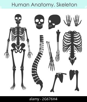 Vector illustration set of human skeleton. All human bones silhouette collection in flat style isolated on white background. Stock Vector