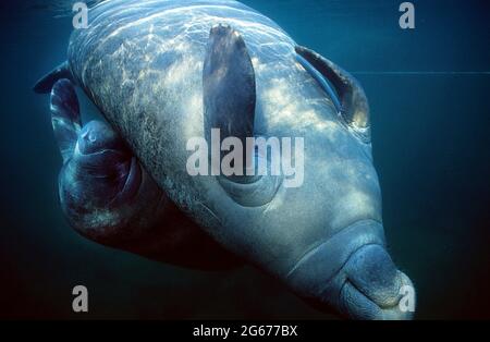 West Indian manatee rolling over onto its back, Crystal River, Florida Stock Photo