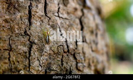 Small spider on the bark of the tree. Stock Photo