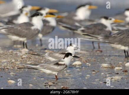Common Tern (Sterna hirundo longipennis) two first winter birds at high tide roost with Greater Crested Terns (Sterna bergii) Thailand Stock Photo