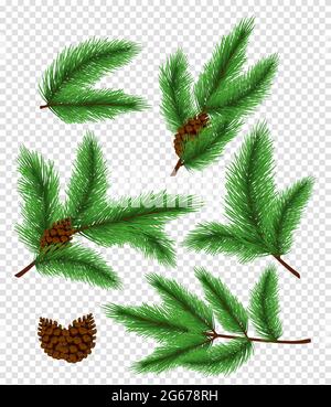 Vector illustration set of bright green color pine and spruce, fir branches on transparent background. Stock Vector