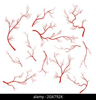 Vector illustrations set of veins and vessel, red capillaries, blood arteries isolated on white background. Stock Vector