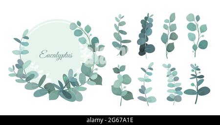 Vector illustration set of eucalyptus leafs and branches. Cute herbs for wedding greenery, decorative elements for invintations and greeting cards Stock Vector