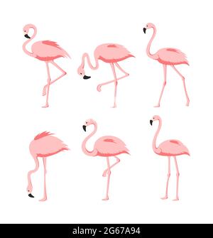 Vector Illustration set of Beautiful elegant pink flamingos in different poses on white background, exotic tropical birds for summer concept in flat Stock Vector