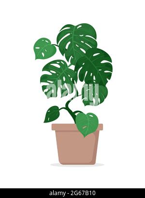 Vector illustration of tropical plant monstera in pot for house isolated on white background in flat cartoon style. Stock Vector