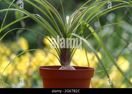 Nolina or Pony-tail palm. Indoor plants outdoors outside Stock Photo