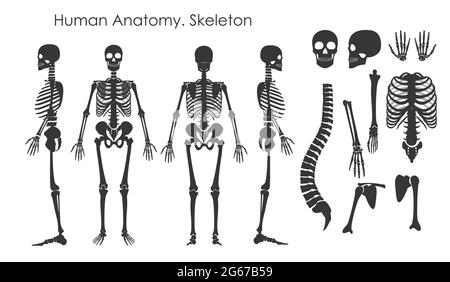 Vector illustration set of human bones skeleton in silhouette style isolated on white background. Human anatomy concept, skeleton in different Stock Vector