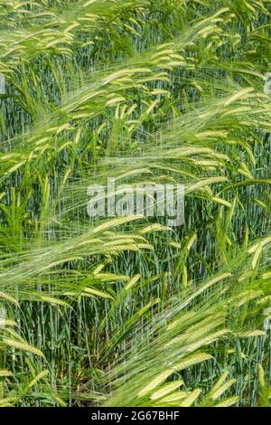 Wayne, Pennsylvania, USA.  Malted Barley blowing in the wind. (hordeum vulgare). Stock Photo