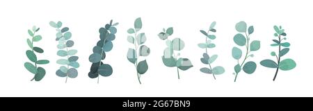 Vector illustration of eucalyptus silver greenery set, leaves and branches for decoration of greeting cards and invitations. decorative beautiful Stock Vector