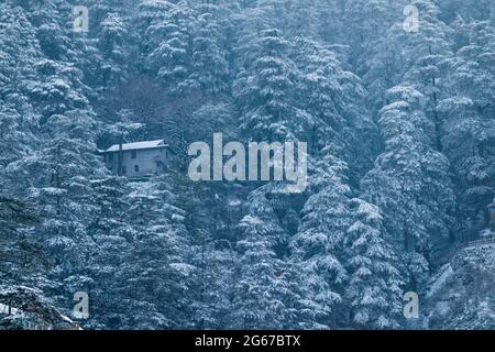 Latest views of Snowfall in Shimla Stock Photo