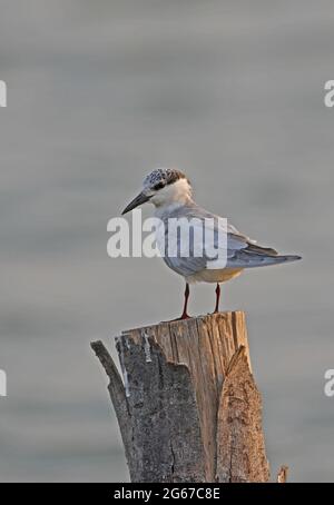 Whiskered Tern (Chlidonias hybrida) adult in non-breeding plumage standing on post Thailand                    February Stock Photo