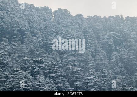 Latest views of Snowfall in Shimla Stock Photo