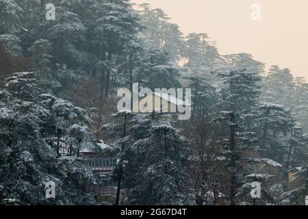 Latest views of Snowfall in Shimla Stock Photo