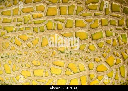 Melon skin texture close up. Summer background Stock Photo