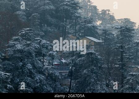 Latest views of Snowfall in Shimla Stock Photo