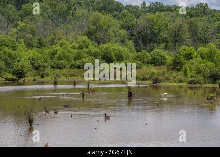 Scene at the wetlands with Canadian geese swimming together while a great white egret fishing in the shallow water on a bright sunny day in summertime Stock Photo