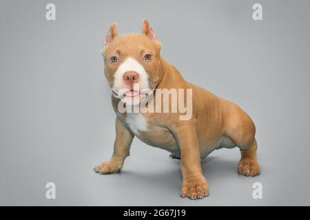 Small, funny American bully puppy shows his tongue, on a gray background Stock Photo