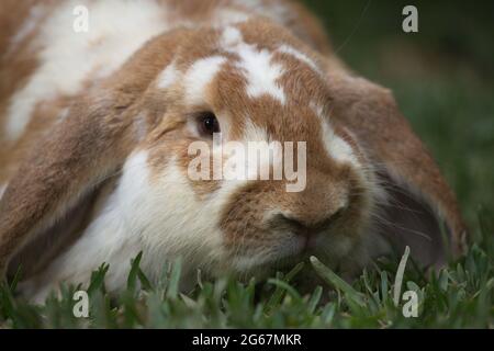 Closeup portrait of cute Lop Rabbit (Oryctolagus cuniculus) long ears staring at camera, Guatemala. Stock Photo